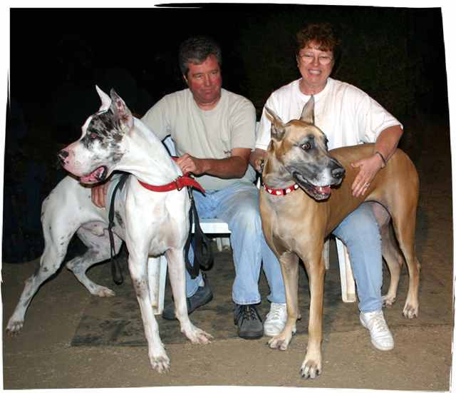 2 Great Dane adults